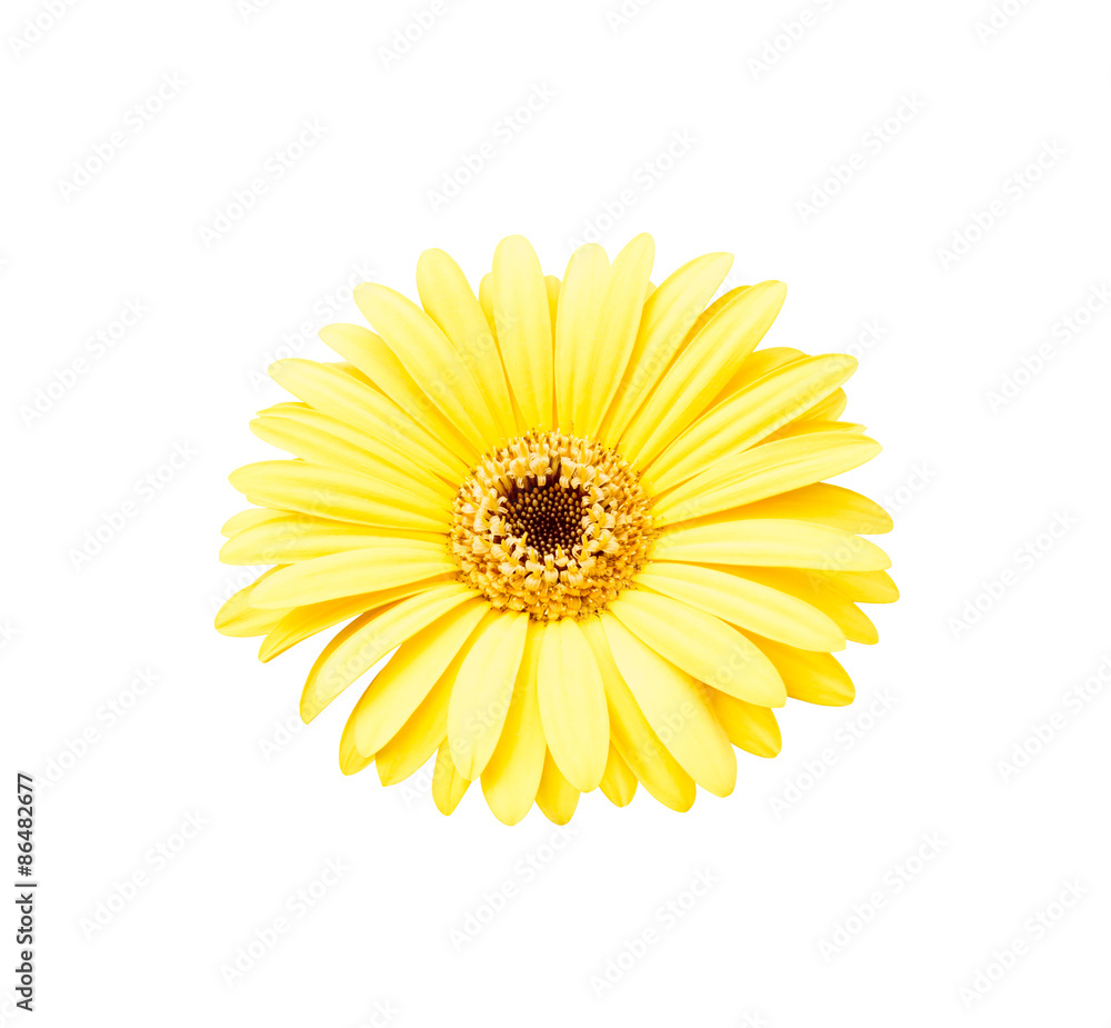 Yellow african daisy isolated