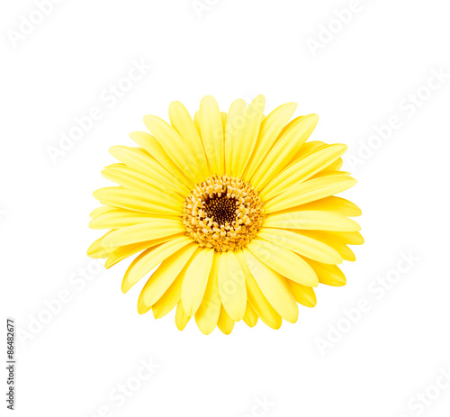 Yellow african daisy isolated