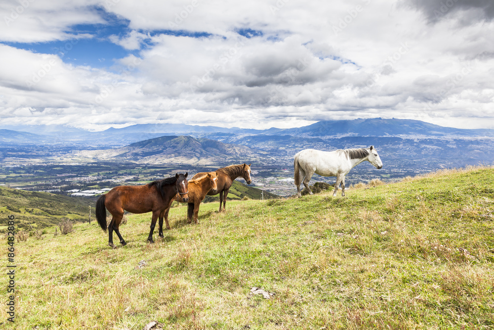 Horses grazing on the heights of the mountains of Ecuador Horses grazing on the heights of the mountains of Ecuador