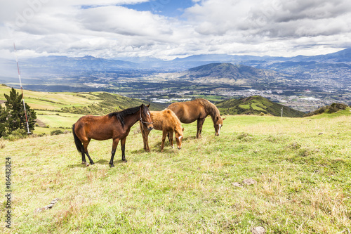 Horses grazing on the heights of the mountains of Ecuador