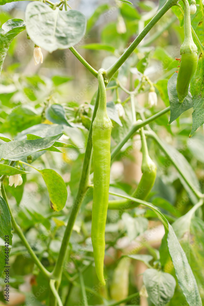Red sweet pepper, cooking raw material on plant. Red sweet pepper, cooking raw material on plant.