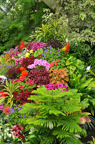 Colorful tropical flower garden