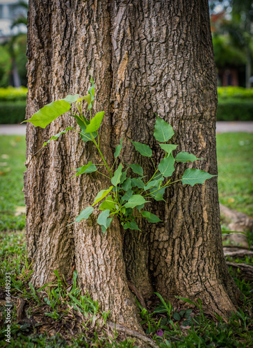 Young plant growing on tree, blurry soft focus