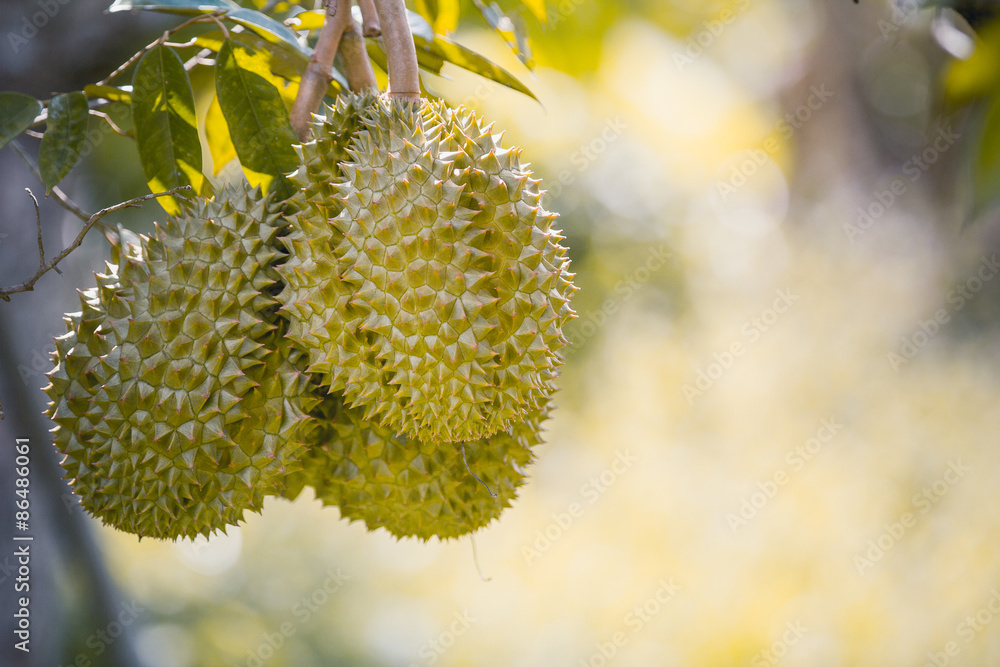 durians durians