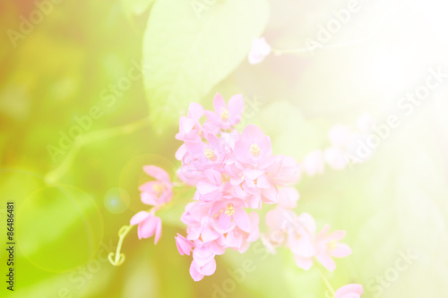 Beautiful flowers soft focus and bright light © pongmoji