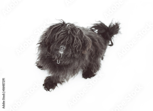 Funny hairy black dog on the white background