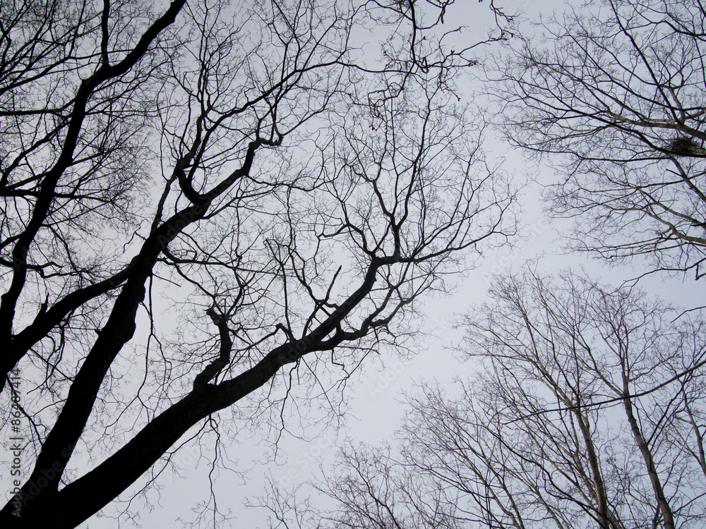 Tree twigs silhouette against the sky Tree twigs silhouette against the sky