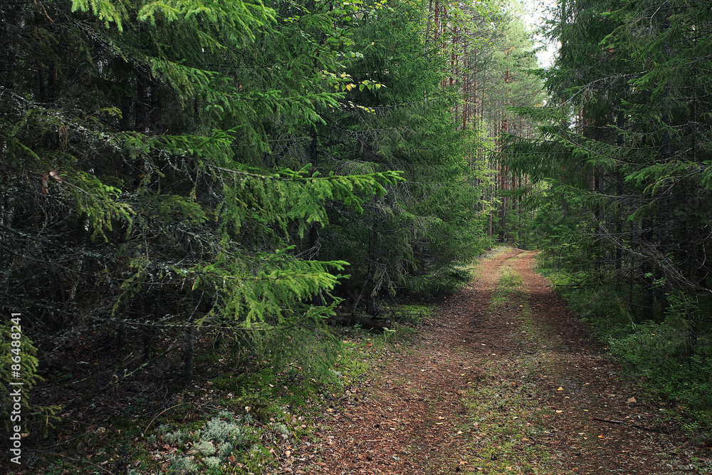Fototapeta premium Summer dense forest landscape