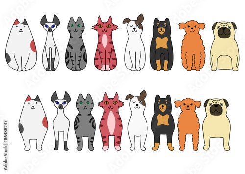 Photography standing and sitting cats and dogs