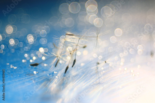 dandelion seeds macro