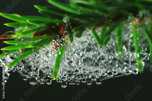 Wallpaper Mural summer spruce forest landscape Torontodigital.ca