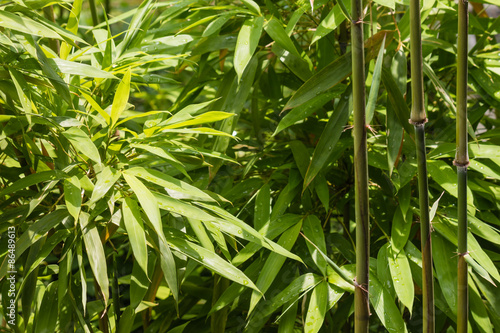 close up of fresh bamboo leaves and stalks