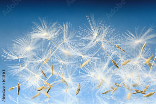 dandelion seeds macro