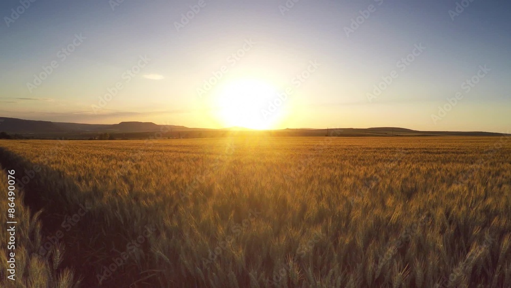 Aerial Flight over the wheat field in sunset Aerial Flight over the wheat field in sunset