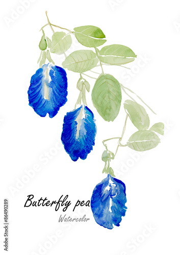 Butterfly pea or Blue pea.Hand drawn watercolor painting on white background.Vector illustration