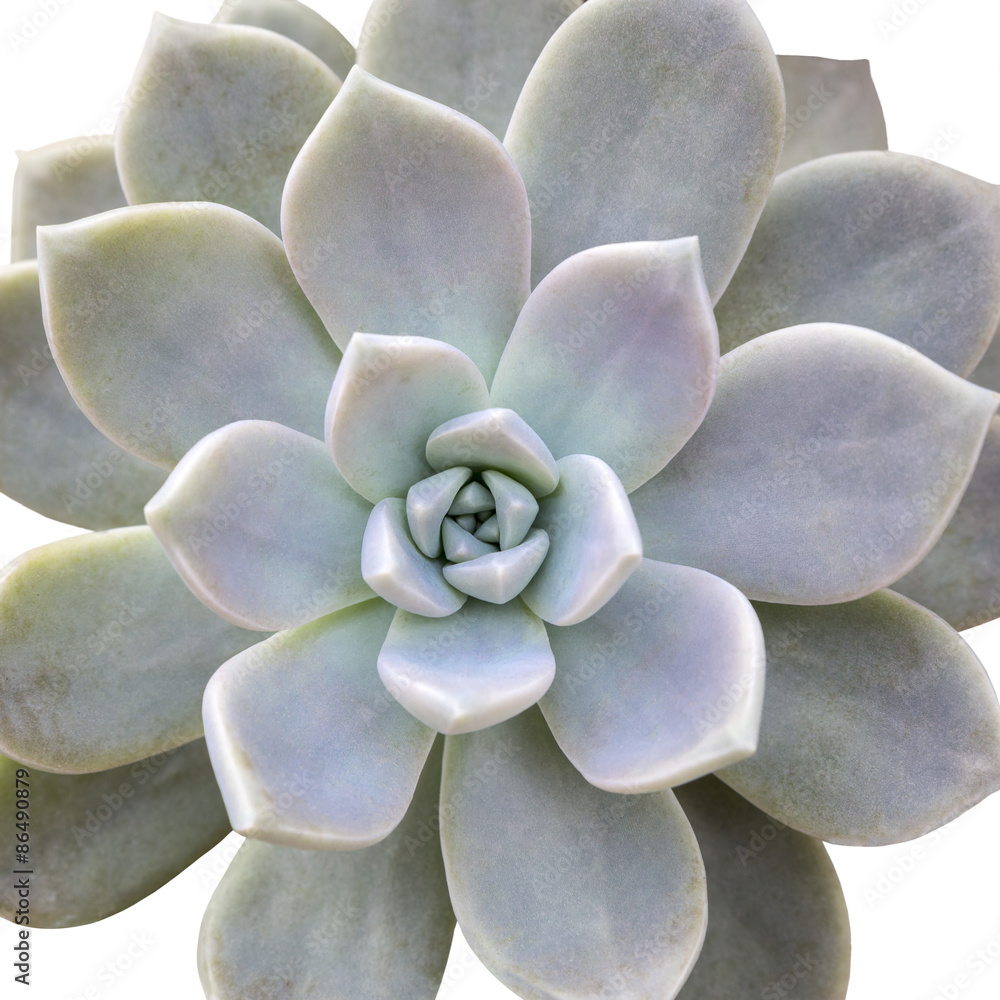 Aeonium diplocyclum, freigestellt Aeonium diplocyclum, freigestellt