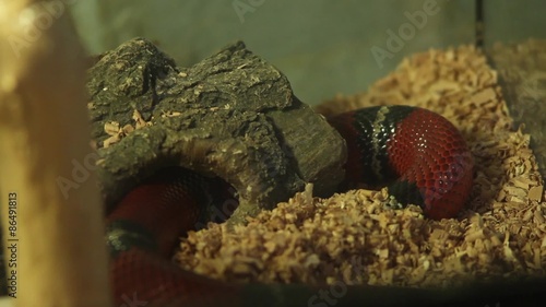 terrarium kingsnake, ouroboros photo