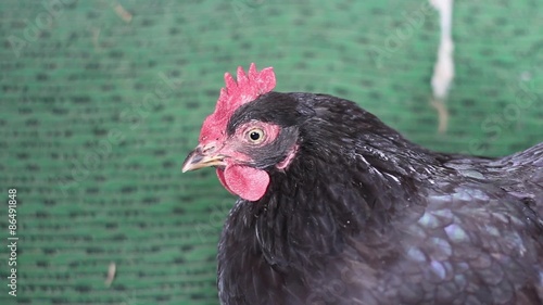 black chicken surprised cam photo