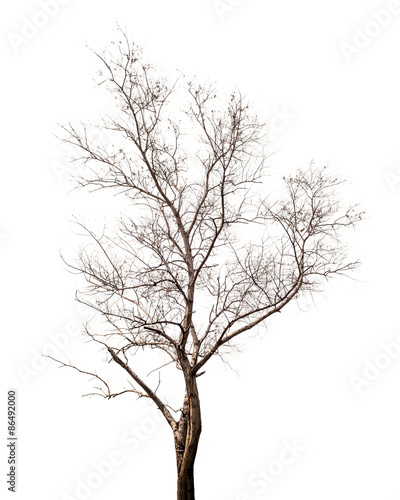 Dead tree isolated on white background © yongyutp