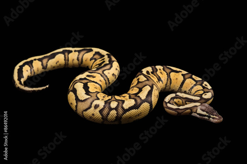 Wallpaper Mural Female Ball Python. Firefly Morph or Mutation Torontodigital.ca