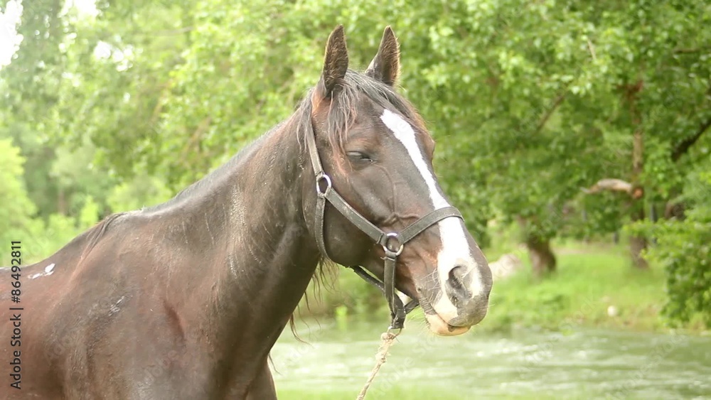 black horse playing with ears in the park by the river black horse playing with ears in the park by the river