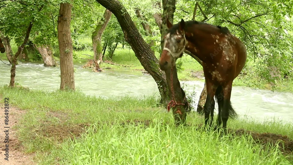 horse unhappy that her tied to a tree is running around in circles
horse unhappy that her tied to a tree is running around in circles