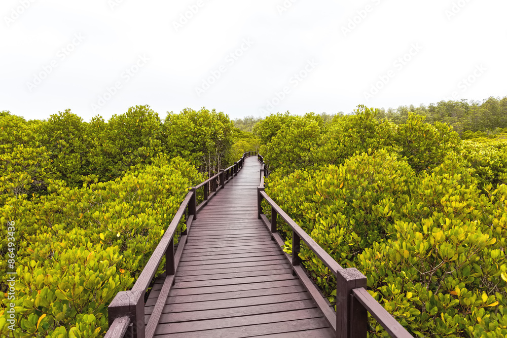 Obraz premium Wooden bridge the forest mangrove at Petchaburi, Thailand