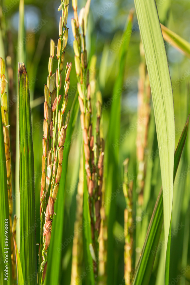 ear of rice ,Thai rice berry