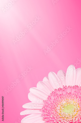 Fototapeta Naklejka Na Ścianę i Meble -  Pink summer flower background