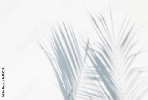 shadow of palm leaves