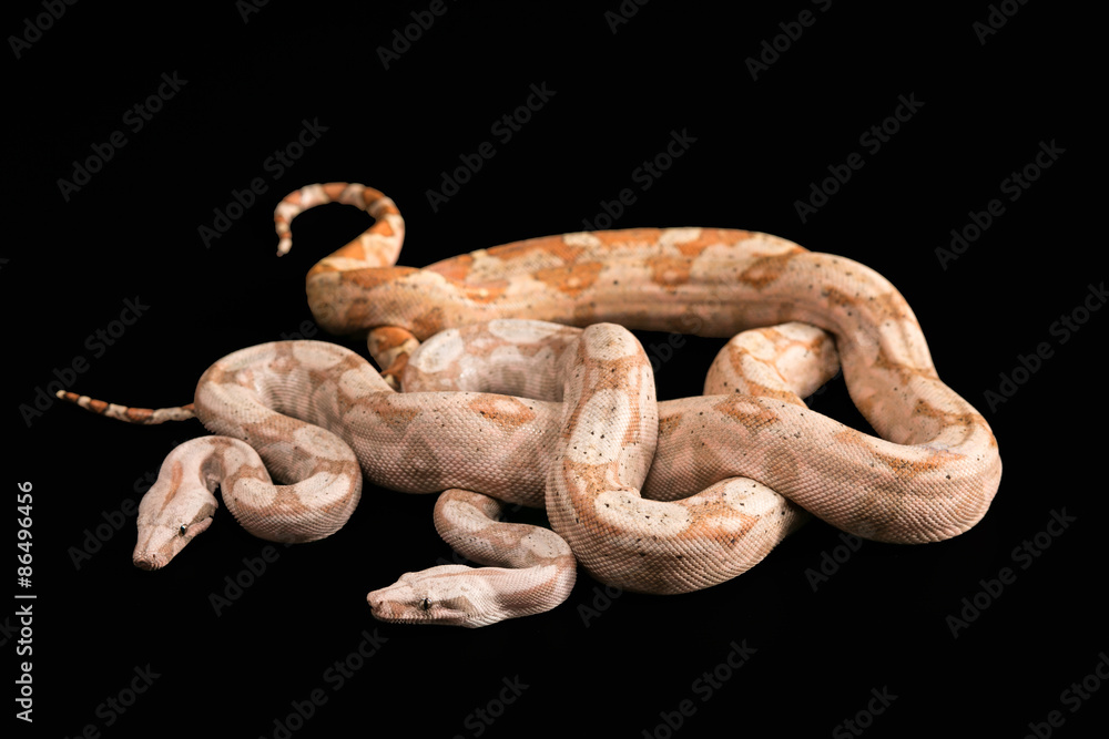 Trimeresurus puniceus Trimeresurus puniceus