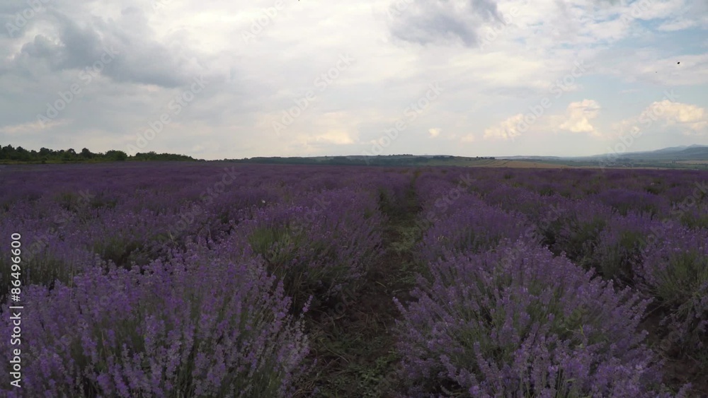 Flying over lavender fields Flying over lavender fields