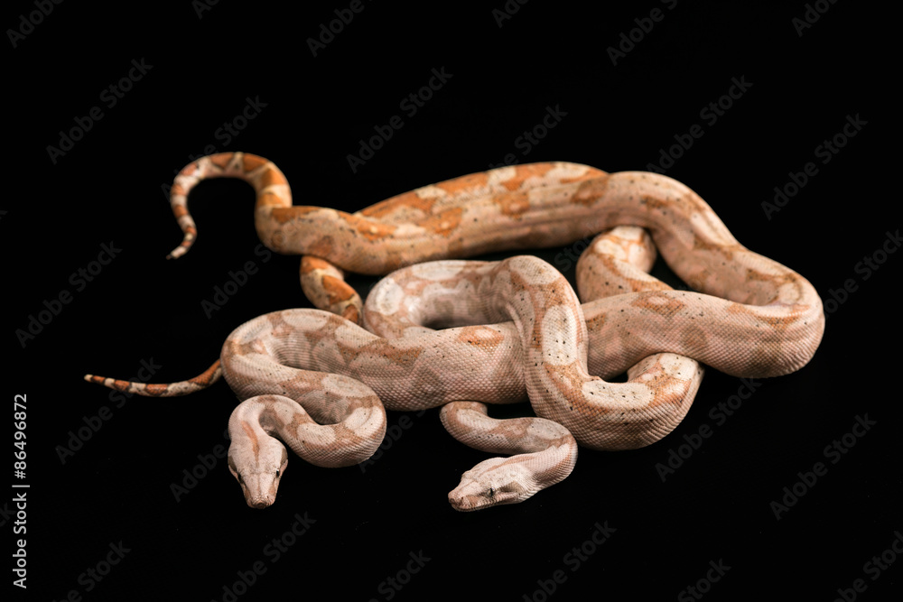 Obraz premium Trimeresurus puniceus