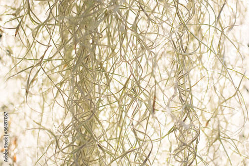 Foto flowers of herbage background