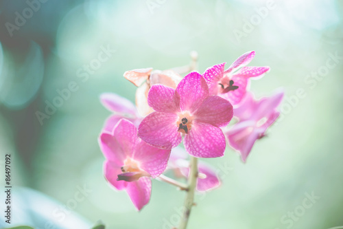 Spring pink flower