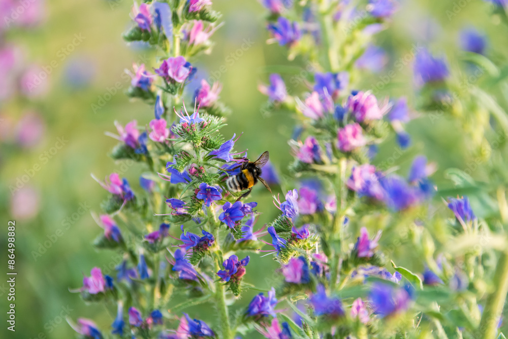 Diestel mit Hummel