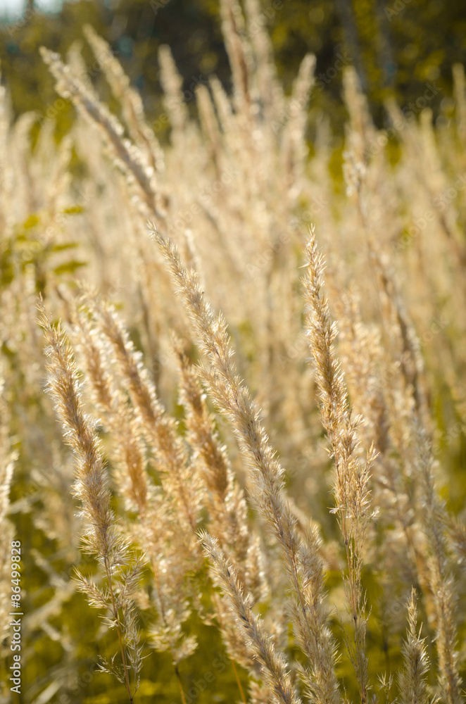 dry grass on the field