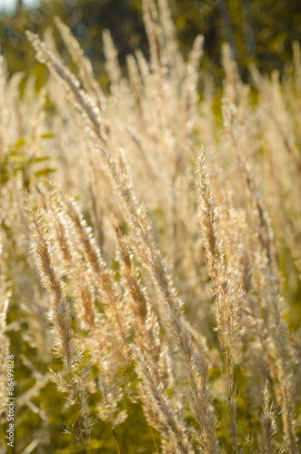 dry grass on the field