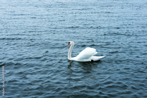 white swan on the waters lake © photoCD