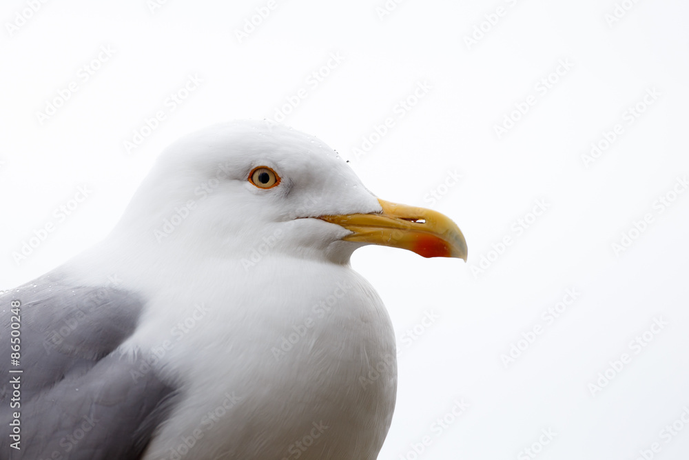 Portrait of european herring gull Portrait of european herring gull