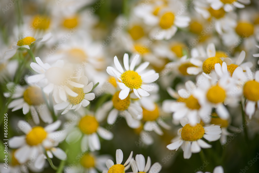camomile flowers camomile flowers