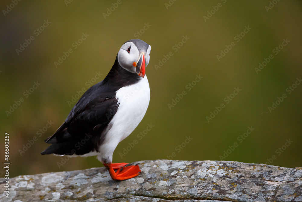 Puffin Puffin