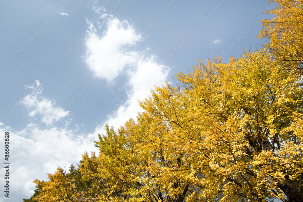 Fototapeta premium 鮮やかに紅葉した銀杏並木