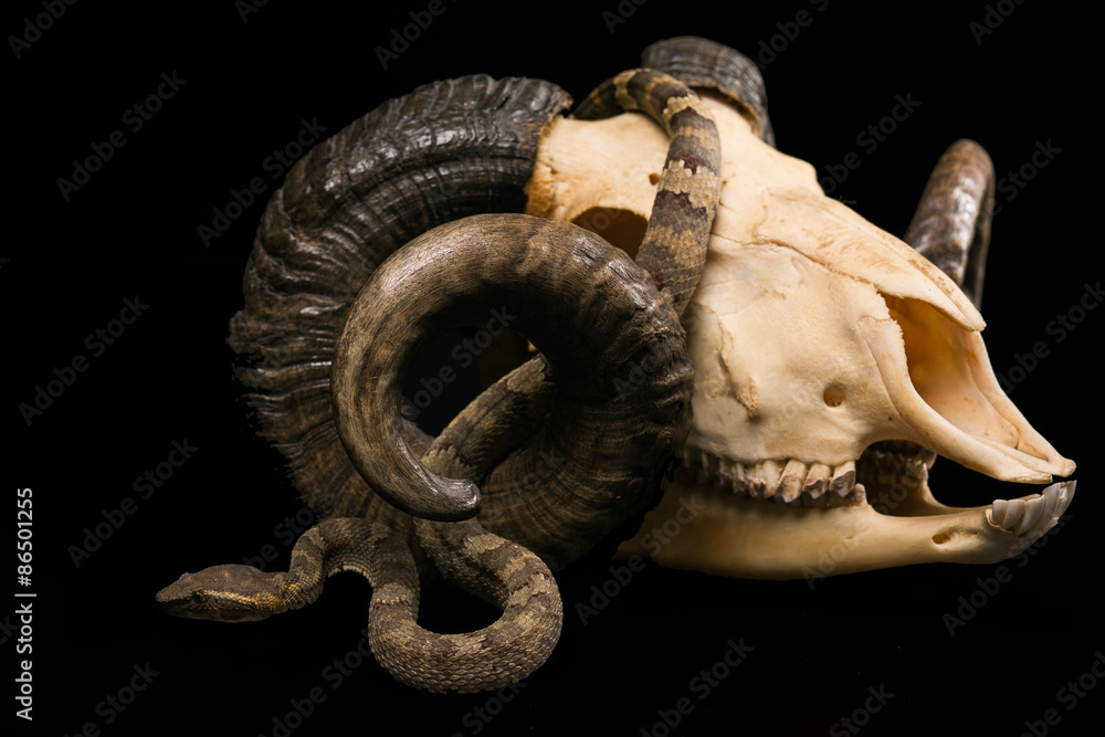 Fototapeta premium The male morelia spilota harrisoni python on black background
