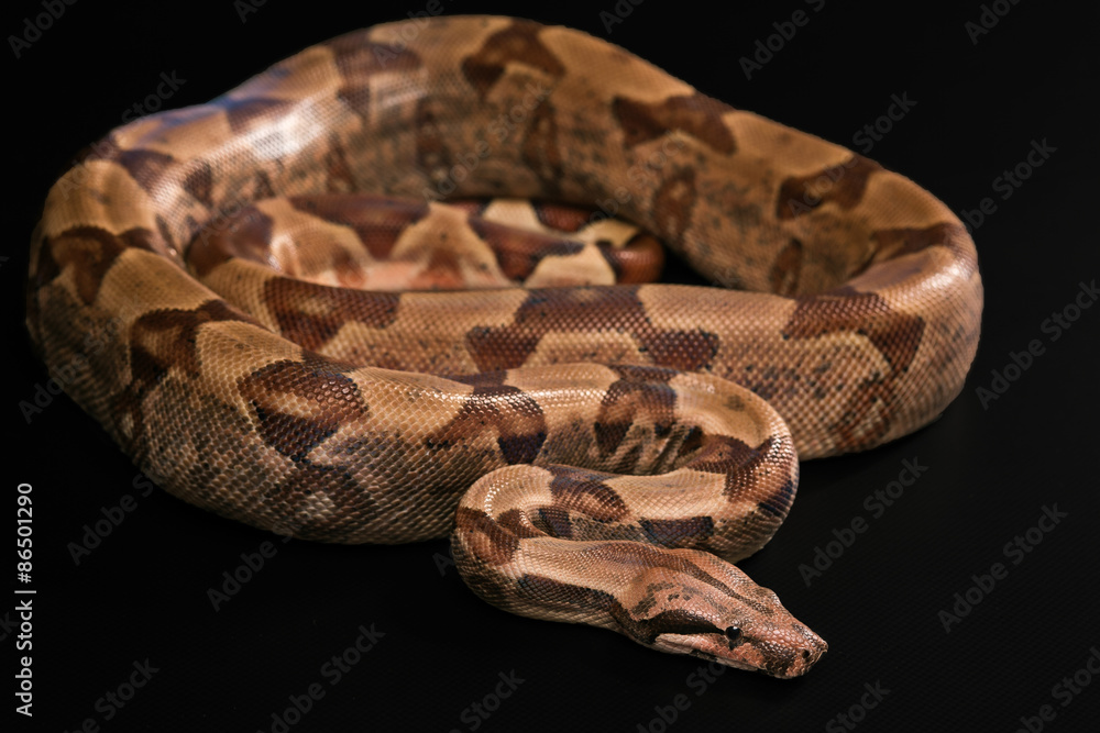 Obraz premium Boa constrictors isolated on black background