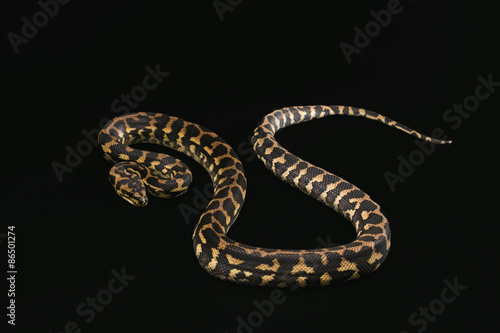 Wallpaper Mural The male morelia spilota harrisoni python on black background Torontodigital.ca