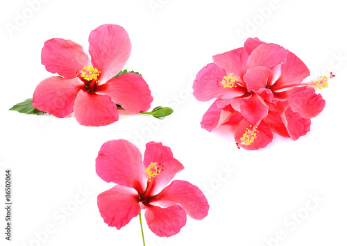 Pink Hibiscus flower isolated on  white background