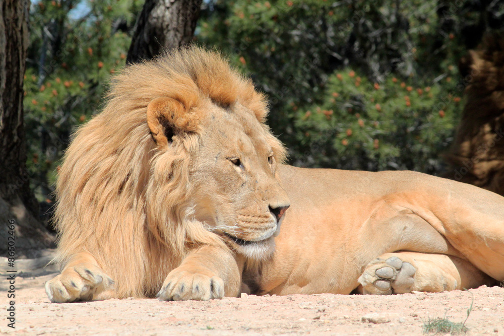 Obraz premium Lion paying attention