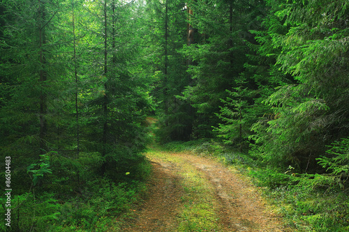 Vászonkép summer spruce forest landscape