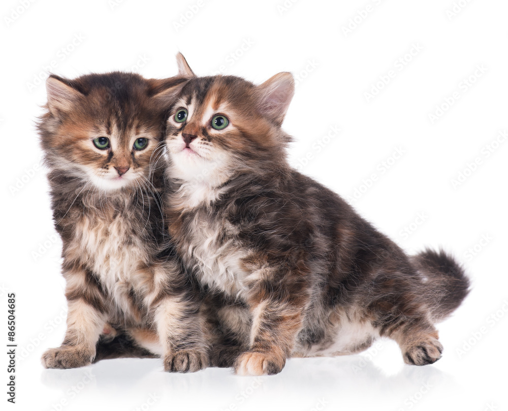 Fototapeta premium Siberian kittens